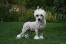 Solino's Nashville Chinese Crested