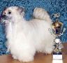 X-Tra Special of Honeycroft Chinese Crested