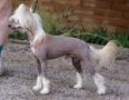 Tamarlane's At The End Of The Rainbow Chinese Crested