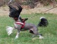 Spotborne Knock Me Out Chinese Crested