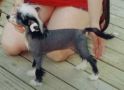 Andros Earlylite Midnite Sun Chinese Crested