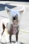Dare to be Better than the rest Chinese Crested