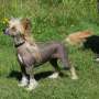 Beachcrest Going Friendly Hunter Chinese Crested