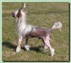 Honky Tonk Fanbellina Chinese Crested