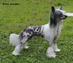 Fanciful Choice from Angels Fundation Chinese Crested