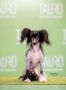 BELEN White Fusion Chinese Crested