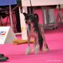 Marie Galante Little Champs Chinese Crested