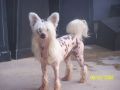 Tacori's Lily White Lies At Cabaret Chinese Crested