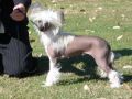 Saxor Voodoo Doll Chinese Crested