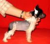 Strong Stael Oh Tzarling Zi Zi Chinese Crested