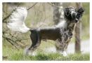 Gou's Dragon's Breath Chinese Crested