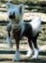 Moptop Kit'n Kaboodle Foxlair Chinese Crested