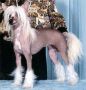 Nauset Touch Of Class Chinese Crested