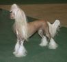 Starward Tequila Sunset Chinese Crested