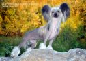 Smart Style  Morena Monopoly Of My Soul Chinese Crested