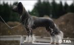 Joyway's Queen Hathor Chinese Crested