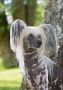 Krysolit Ice Crystal Chinese Crested
