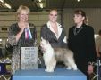 Risin Star's Miss Hollywood DOM Chinese Crested