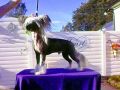 Lionheart Krouching Tiger Chinese Crested
