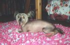 Cullen Aron Chinese Crested