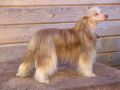 Strong Style Suzanna Fler De Fler Chinese Crested