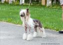 Irgen Gold Nymphea Barta Chinese Crested