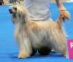 Huggy Little Champs Chinese Crested