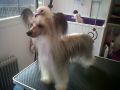 Sigyns Bohemian Rhapsody Chinese Crested
