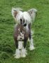 Oriental Jokes Uncredible Star Chinese Crested