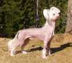 Stormblstens Hit 'Em Up Chinese Crested