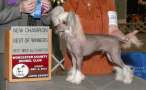 Camelot's Dressed For the Awards Chinese Crested