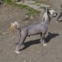 Gidaori Zigzag of Good luck Chinese Crested