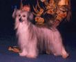 Tamarlane's Summer Elegance Chinese Crested