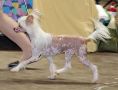 Interlace Moon Diamond Place Chinese Crested