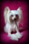 Elite A / Dam Of Merit Chessnawa Du Coeur Des Tenebres Chinese Crested