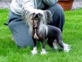 Belshaw's Miracle At Mocciz Chinese Crested