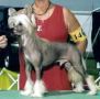 Richlin Playmaker Chinese Crested