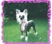 Woodlyn Daizee O'Crestars Chinese Crested
