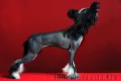 Practical Hero Exotic Fire Chinese Crested