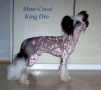 Mini-Crest King Dio  Chinese Crested