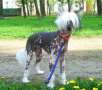 Huch Raivel Chinese Crested