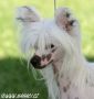 Multi CH. Woodlyn High Cotton Chinese Crested