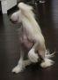 World Show White Prince Chinese Crested