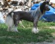 Lexus Exotic World FCI Chinese Crested