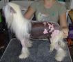 Silver Bluff Vuitton Top Hat Chinese Crested