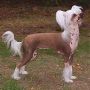 Blandora Something Special Chinese Crested