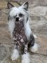 Snout white at Almamasan Chinese Crested