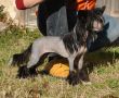 Dreaming 'Bout Stars at Sea N'Co. Chinese Crested