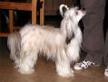 Willow Star's Honey Crunch Chinese Crested