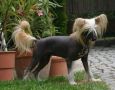 Laureola's Halle Berry Chinese Crested